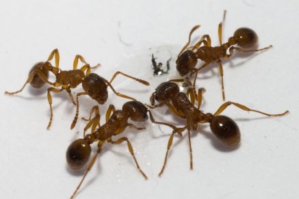Уничтожение муравьев   в Ногинске 