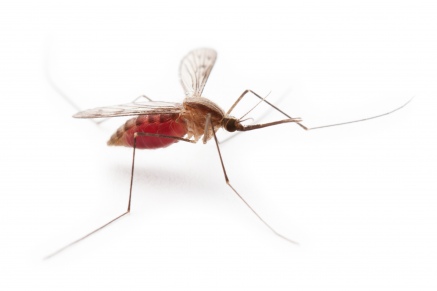 Уничтожение комаров   в Ногинске 