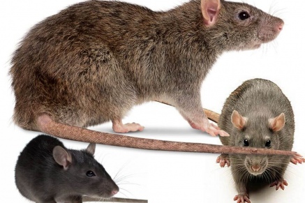 Уничтожение крыс в Ногинске 