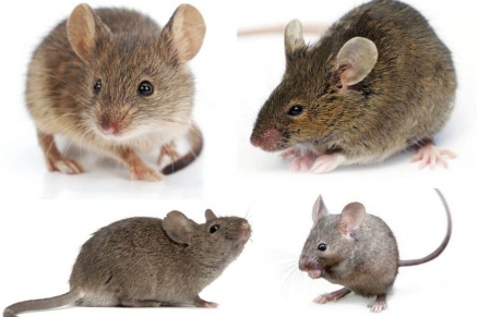 Уничтожение (дератизация) мышей в Ногинске 